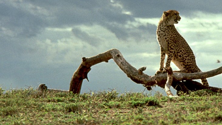 Cheetah izle